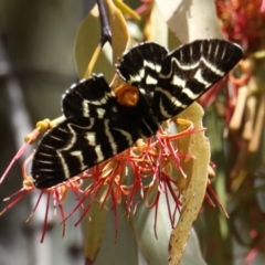 Comocrus behri (Mistletoe Day Moth) at Majura, ACT - 19 Feb 2020 by jb2602