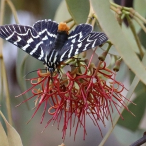 Comocrus behri at Majura, ACT - 19 Feb 2020