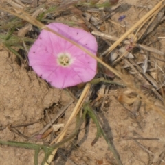 Convolvulus angustissimus subsp. angustissimus (Australian Bindweed) at Yarramundi Grassland
 - 8 Dec 2019 by GeoffRobertson