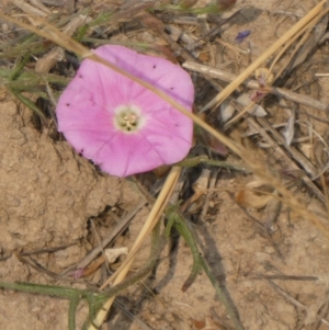 Convolvulus angustissimus subsp. angustissimus at Hackett, ACT - 9 Dec 2019