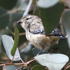 Pardalotus punctatus (Spotted Pardalote) at Mount Ainslie - 19 Feb 2020 by jb2602