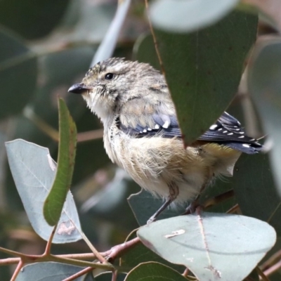 Pardalotus punctatus (Spotted Pardalote) at Majura, ACT - 19 Feb 2020 by jb2602