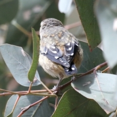 Pardalotus punctatus at Majura, ACT - 19 Feb 2020