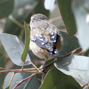 Pardalotus punctatus at Majura, ACT - 19 Feb 2020