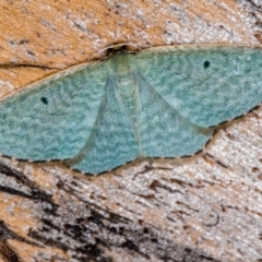 Poecilasthena balioloma (Stitched Delicate) at Paddys River, ACT - 14 Mar 2018 by Bron