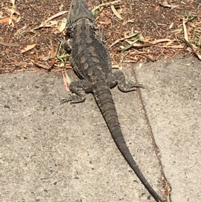 Pogona barbata (Eastern Bearded Dragon) at Hawker, ACT - 24 Nov 2019 by Rowen