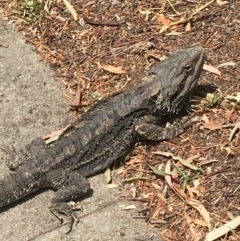 Pogona barbata at Hawker, ACT - 24 Nov 2019