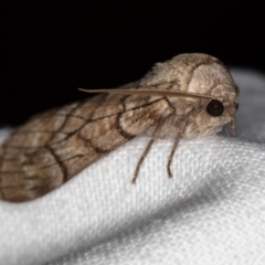 Stibaroma undescribed species (A Line-moth) at Melba, ACT - 24 Apr 2018 by Bron