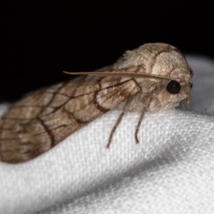 Stibaroma undescribed species at Melba, ACT - 24 Apr 2018