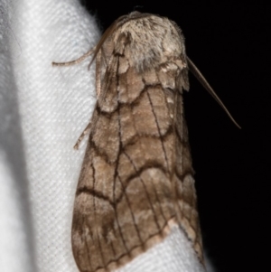Stibaroma undescribed species at Melba, ACT - 24 Apr 2018