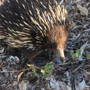 Tachyglossus aculeatus at Hawker, ACT - 21 Oct 2019 05:25 PM