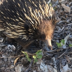 Tachyglossus aculeatus (Short-beaked Echidna) at Hawker, ACT - 21 Oct 2019 by Rowen