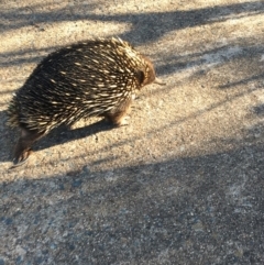 Tachyglossus aculeatus at Hawker, ACT - 21 Oct 2019 05:25 PM