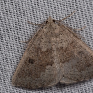 Amelora mesocapna at Paddys River, ACT - 14 Mar 2018 11:00 PM