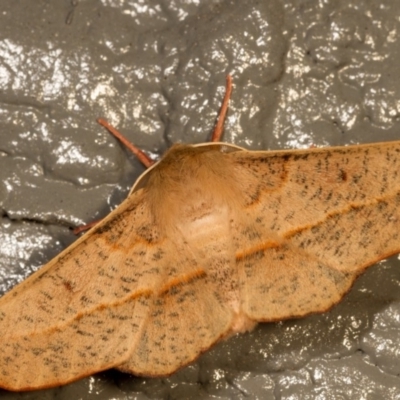 Antictenia punctunculus (A geometer moth) at Melba, ACT - 29 Oct 2012 by kasiaaus