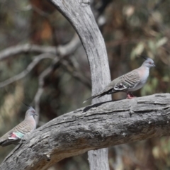 Ocyphaps lophotes (Crested Pigeon) at Majura, ACT - 19 Feb 2020 by jb2602