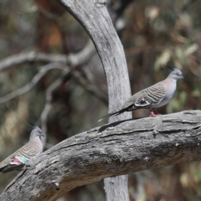 Ocyphaps lophotes (Crested Pigeon) at Majura, ACT - 18 Feb 2020 by jbromilow50