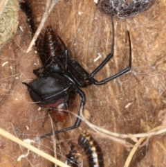 Latrodectus hasselti (Redback Spider) at Majura, ACT - 19 Feb 2020 by jb2602