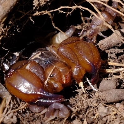 Urodacus manicatus (Black Rock Scorpion) at Lower Molonglo - 20 Feb 2020 by Kurt