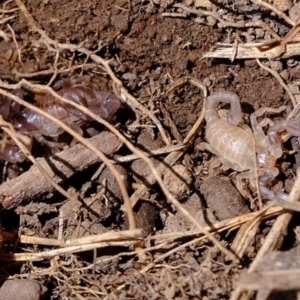 Urodacus manicatus at Molonglo River Reserve - 20 Feb 2020