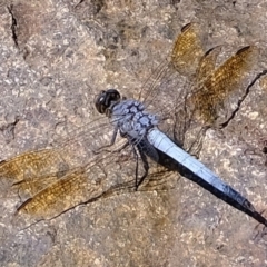 Orthetrum caledonicum (Blue Skimmer) at Lower Molonglo - 20 Feb 2020 by Kurt