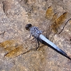 Orthetrum caledonicum at Molonglo River Reserve - 20 Feb 2020 02:59 PM