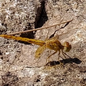 Diplacodes bipunctata at Molonglo River Reserve - 20 Feb 2020