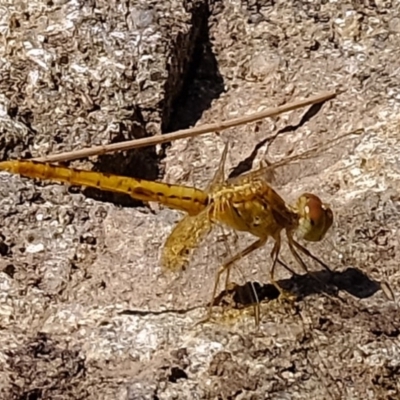 Diplacodes bipunctata (Wandering Percher) at Dunlop, ACT - 20 Feb 2020 by Kurt