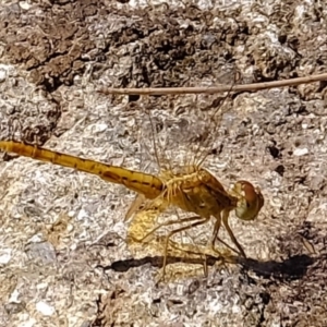 Diplacodes bipunctata at Molonglo River Reserve - 20 Feb 2020