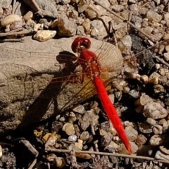 Diplacodes haematodes (Scarlet Percher) at Lower Molonglo - 20 Feb 2020 by Kurt