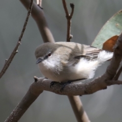 Gerygone fusca (Western Gerygone) at Majura, ACT - 18 Feb 2020 by jbromilow50