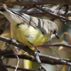 Gerygone olivacea (White-throated Gerygone) at Majura, ACT - 19 Feb 2020 by jb2602