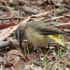 Acanthiza chrysorrhoa (Yellow-rumped Thornbill) at Mount Ainslie - 18 Feb 2020 by jb2602