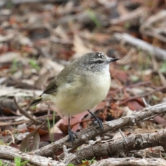 Acanthiza chrysorrhoa at Majura, ACT - 19 Feb 2020