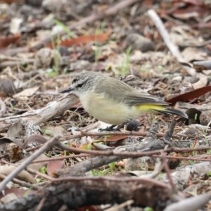 Acanthiza chrysorrhoa at Majura, ACT - 19 Feb 2020