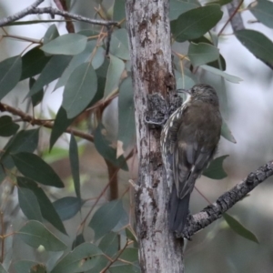 Cormobates leucophaea at Majura, ACT - 19 Feb 2020 11:24 AM