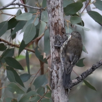 Cormobates leucophaea (White-throated Treecreeper) at Mount Ainslie - 19 Feb 2020 by jb2602