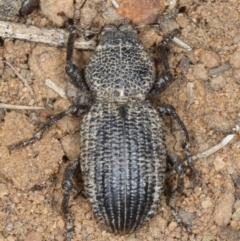 Cubicorhynchus maculatus (Spotted ground weevil) at Majura, ACT - 19 Feb 2020 by jb2602