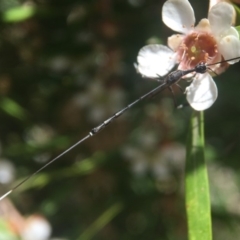 Gasteruption sp. (genus) (Gasteruptiid wasp) at ANBG - 20 Feb 2020 by PeterA