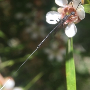 Gasteruption sp. (genus) at Acton, ACT - 20 Feb 2020