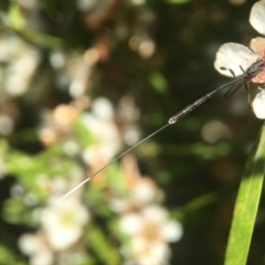 Gasteruption sp. (genus) at Acton, ACT - 20 Feb 2020