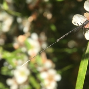 Gasteruption sp. (genus) at Acton, ACT - 20 Feb 2020