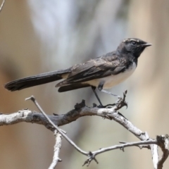 Rhipidura leucophrys (Willie Wagtail) at Majura, ACT - 19 Feb 2020 by jbromilow50