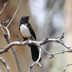 Rhipidura leucophrys at Majura, ACT - 19 Feb 2020 11:19 AM