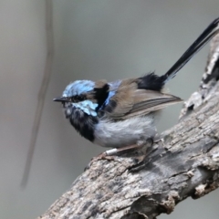 Malurus cyaneus (Superb Fairywren) at Majura, ACT - 19 Feb 2020 by jb2602