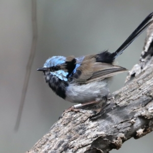 Malurus cyaneus at Majura, ACT - 19 Feb 2020