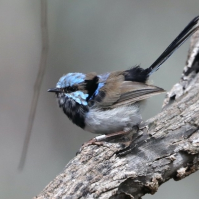 Malurus cyaneus (Superb Fairywren) at Mount Ainslie - 18 Feb 2020 by jb2602