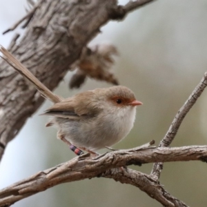 Malurus cyaneus at Majura, ACT - 19 Feb 2020