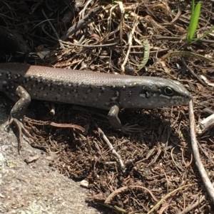 Liopholis whitii at Mittagong, NSW - 20 Feb 2020