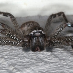 Neosparassus calligaster at Ainslie, ACT - 18 Feb 2020